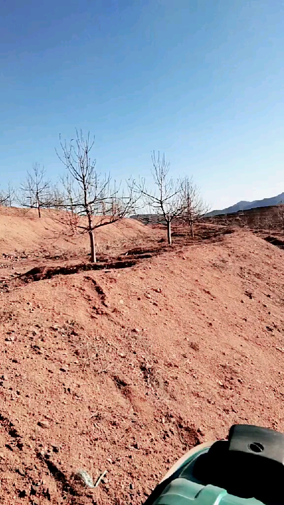 这样的山坡地土壤最适合栽苹果了