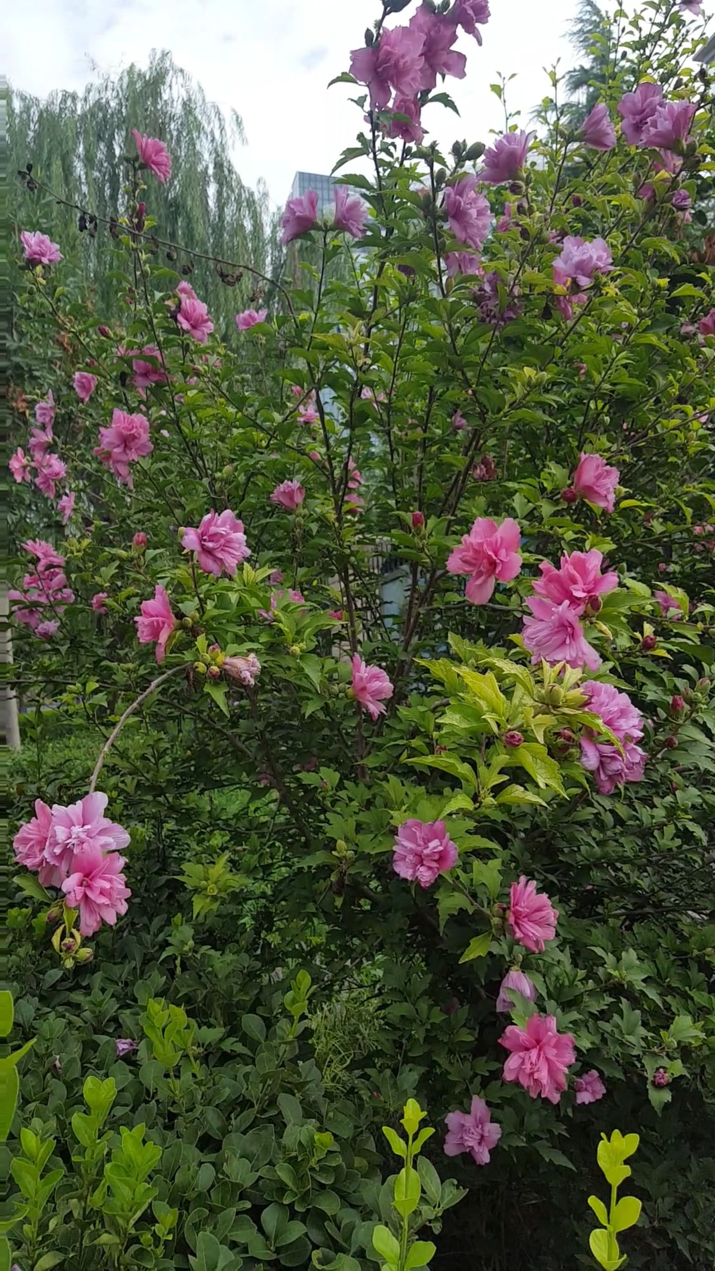 秀恩爱#美丽的粉花树,真漂亮!