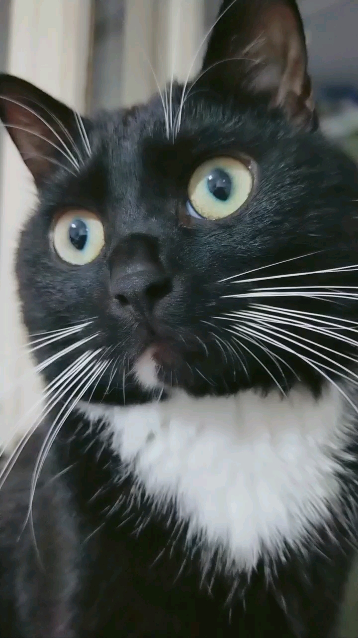 我家萌宠成精了#大眼睛圆溜溜