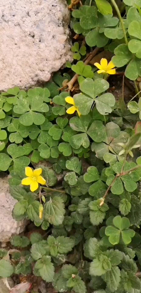 野生草药#这是酢浆草,功效与作用  行气活血,止血消瘀