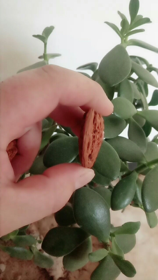 文玩核桃之心形挂件