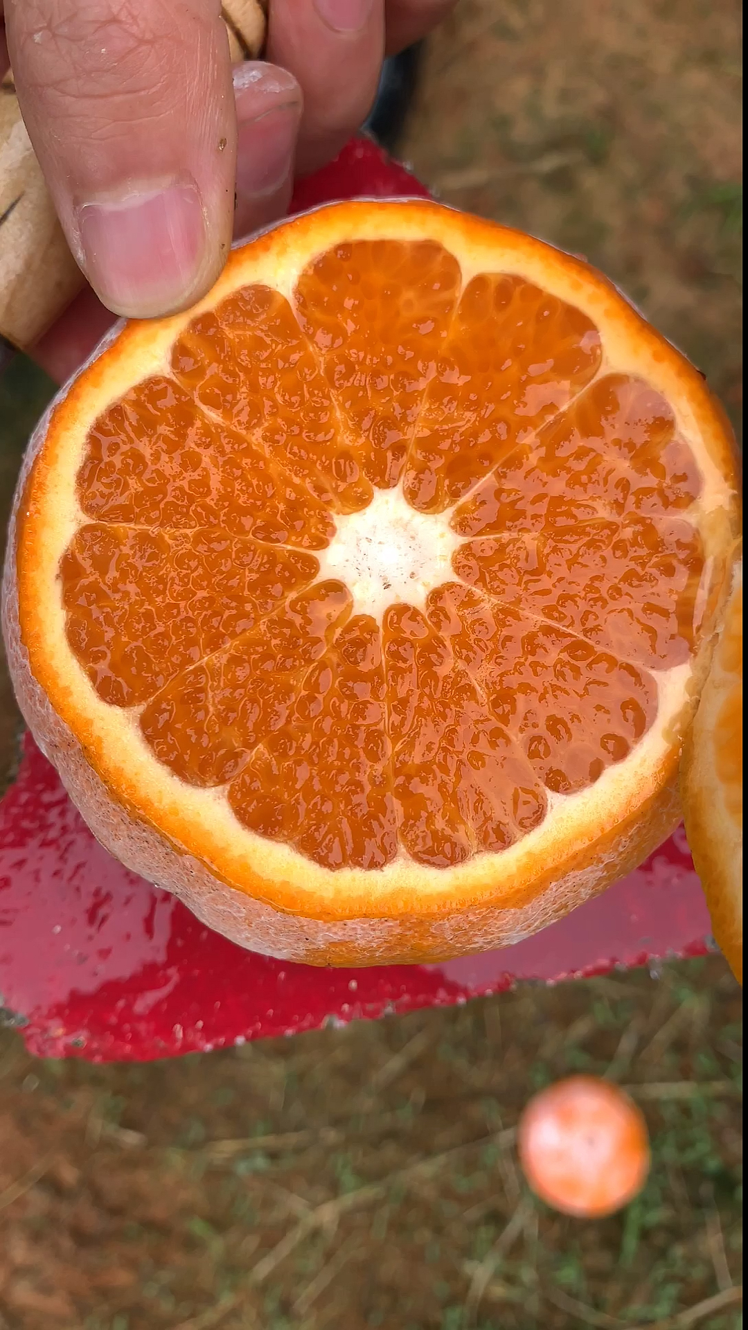 奇异水果#网红脏脏柑!