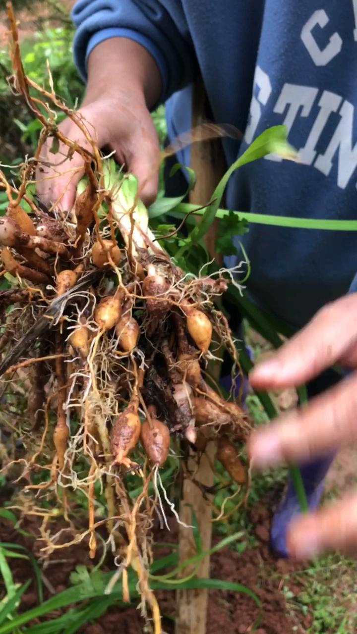 黄花菜的根像花生一样