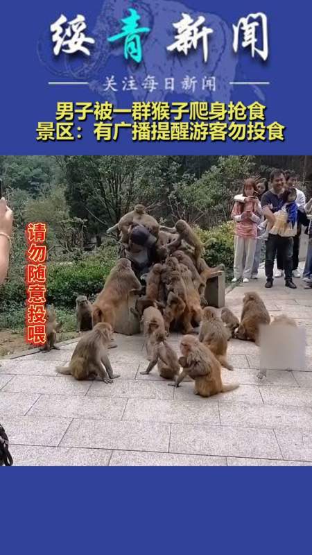 男子被一群猴子爬身抢食,景区:有广播提醒游客勿投食