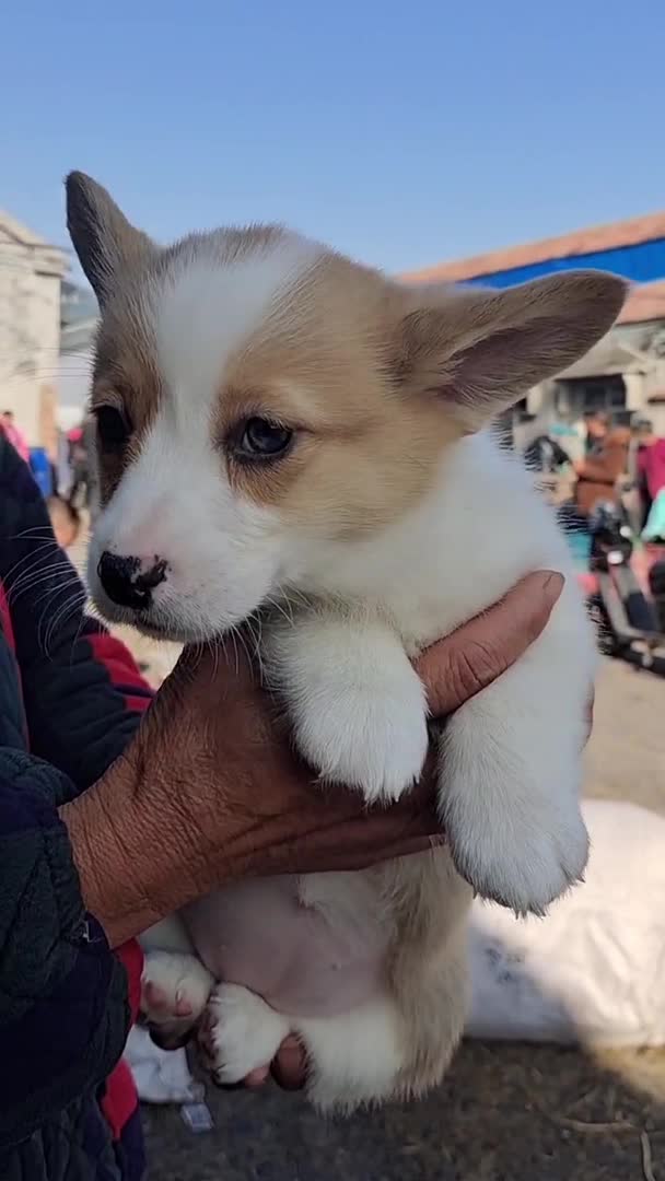 我要上热门#.哈士奇柯基犬萌宠
