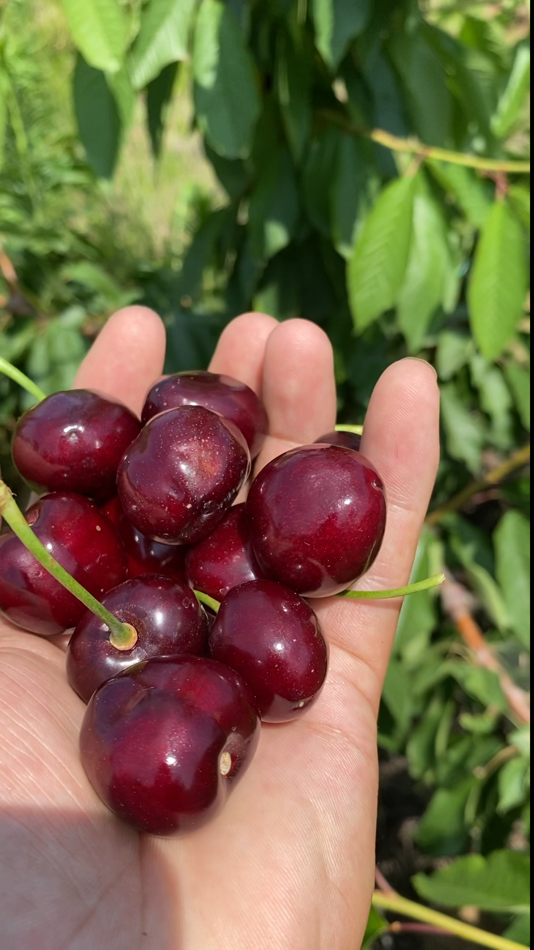 俄罗斯八号大樱桃车厘子品种纯正
