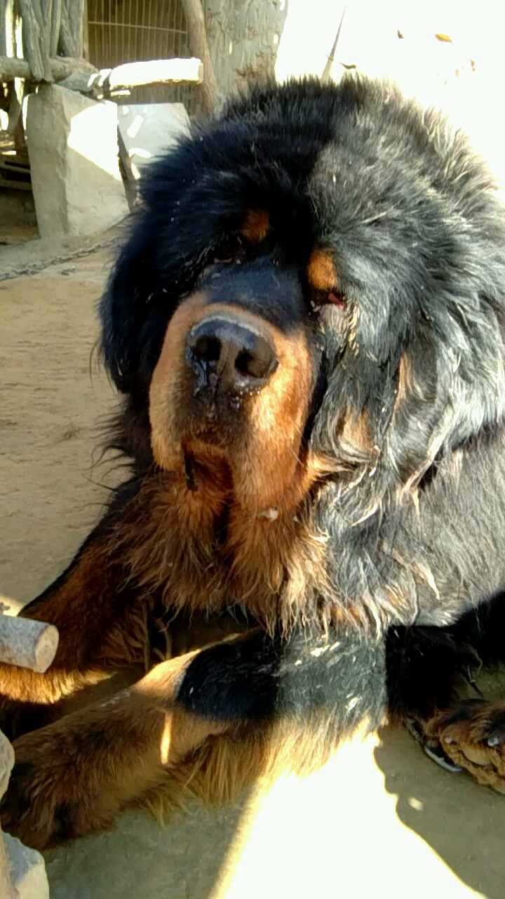 铁包金藏獒钢巴丹