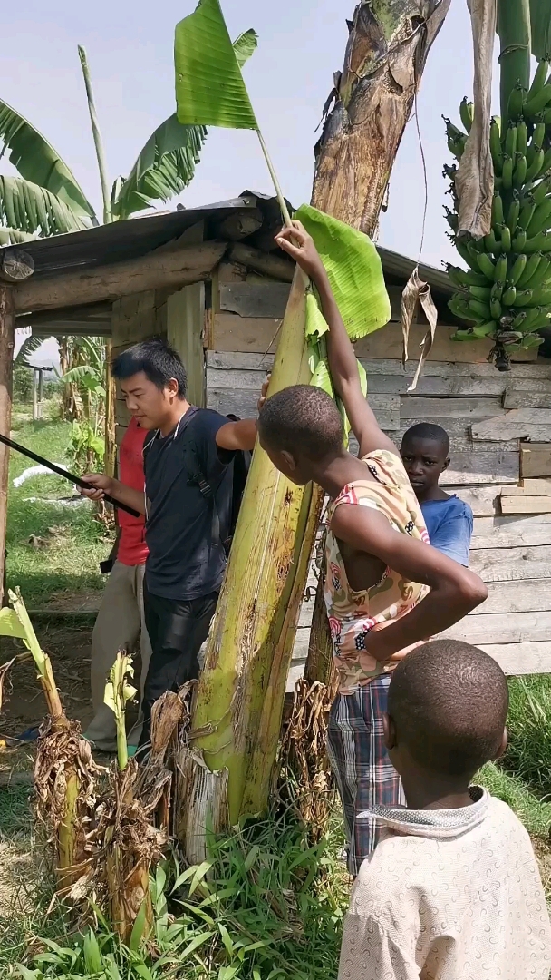 非洲小谢,在卢旺达,承包了一片鱼塘