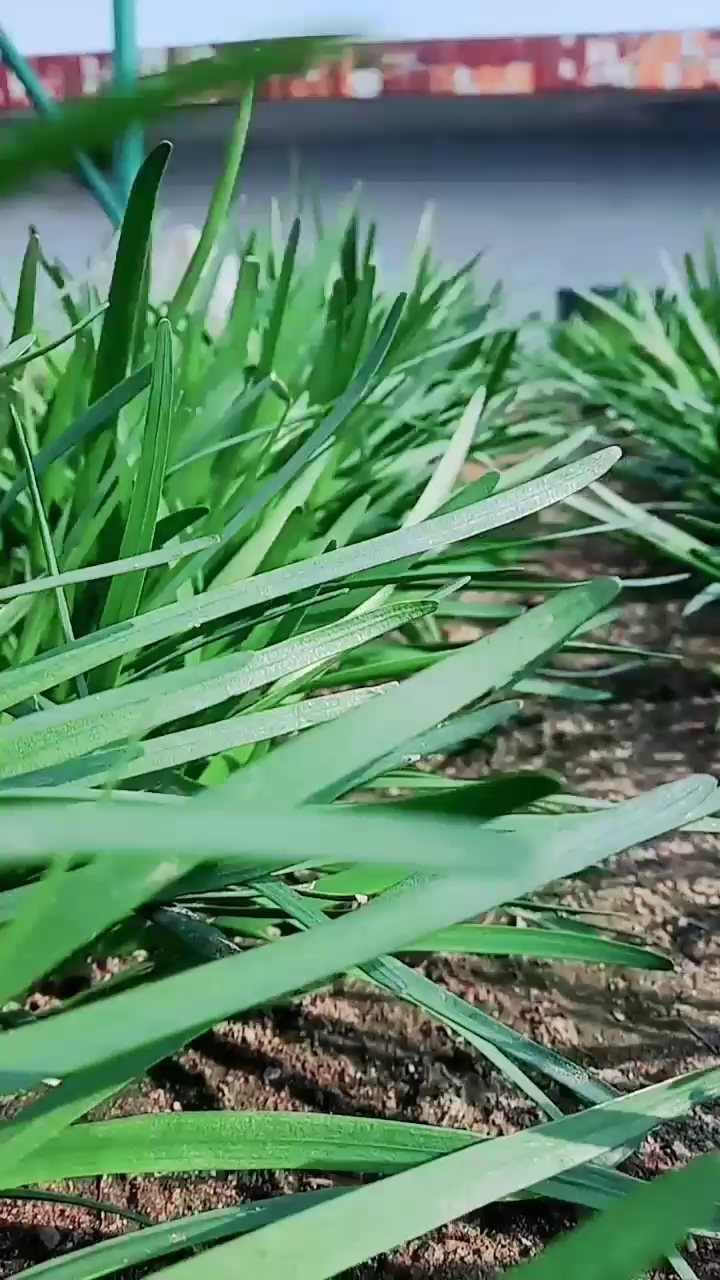 猜猜是韭菜还是麦苗,麦苗扣1,韭菜扣2