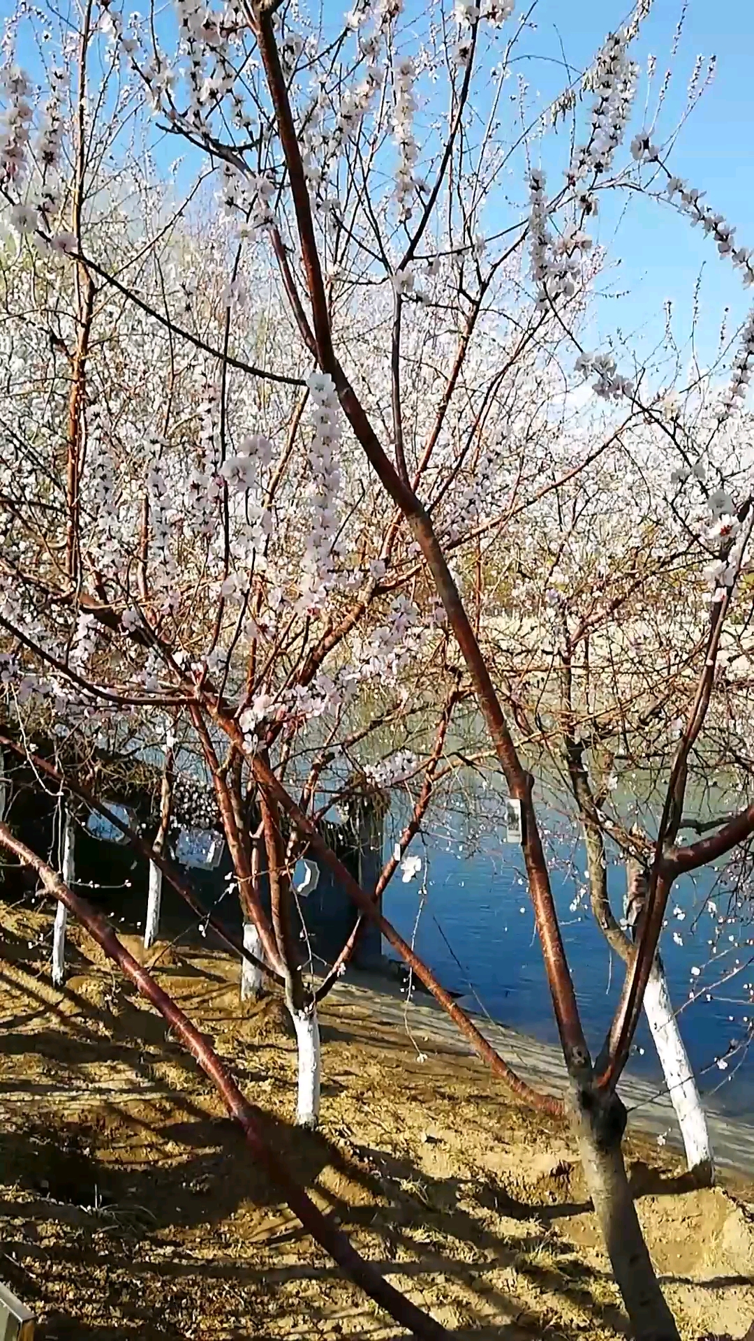 天津桃花园:天蓝水清,风和日暖,运河两岸,桃红柳绿