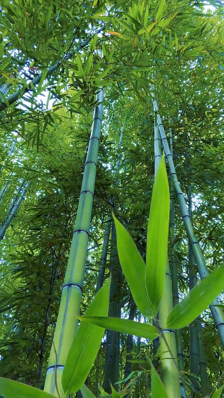 微信植物竹子图片