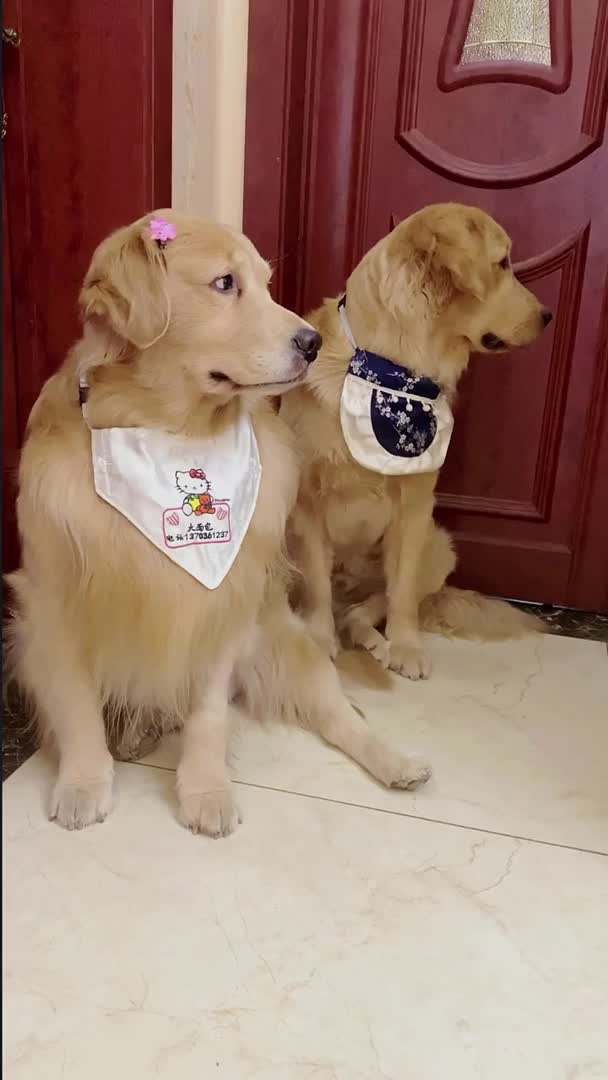 我要上热门99现在就是互相嫌弃萌宠搞笑金毛宠物日常生活视频家有大