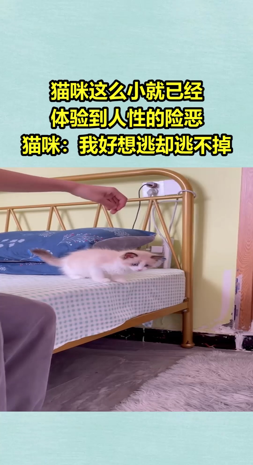 猫咪:我好想逃却逃不掉