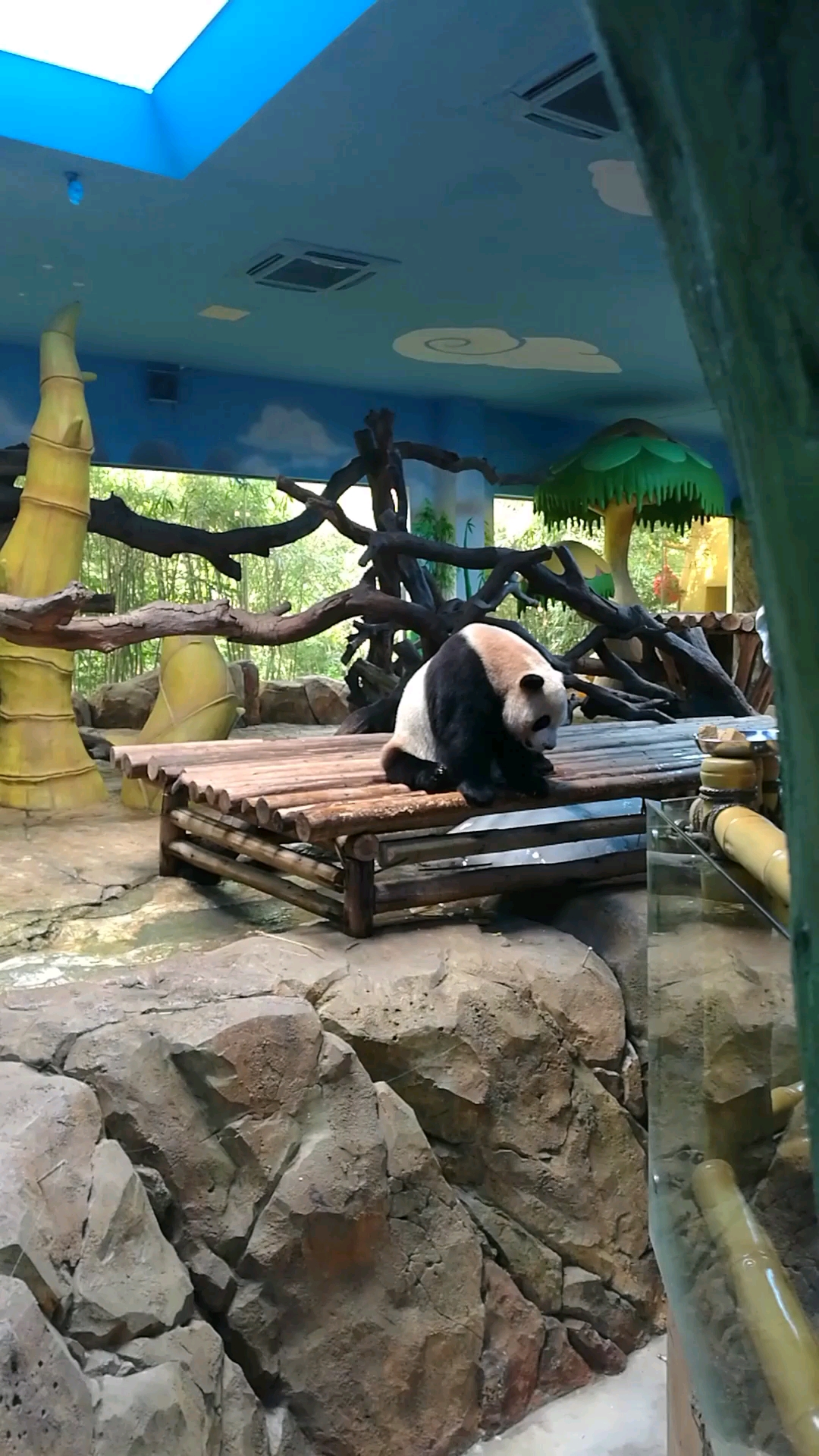 长隆野生动物园,熊猫.
