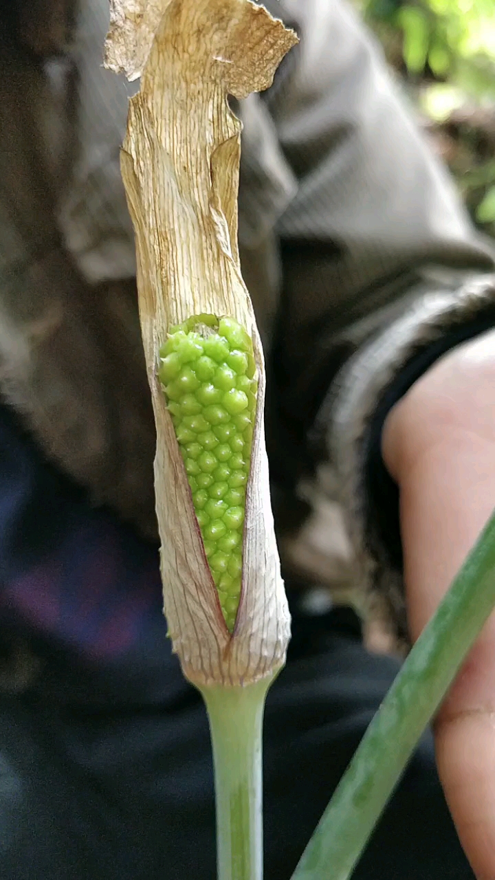 乡村生活#秋叔跟你开玩笑,大山里的一把伞南星的果实有毒哦,千万不要