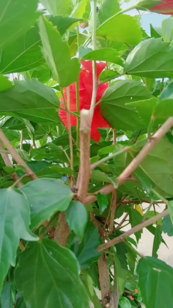 扦插木橘的方法!