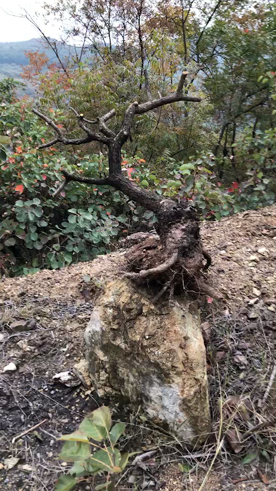 精品悬崖造型黄栌