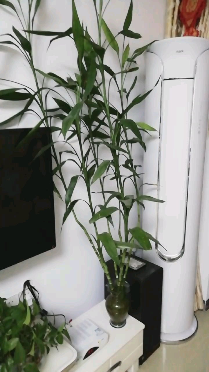 这棵富贵竹二岁多了,长得有我高了