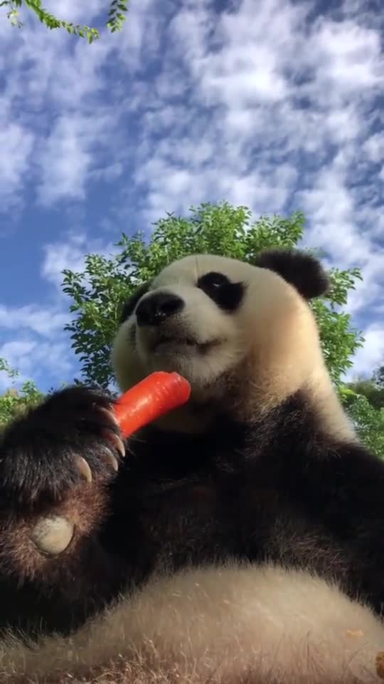国宝熊猫吃萝卜,自拍既视感!