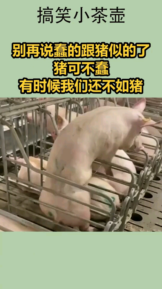 蠢得像猪的图片图片