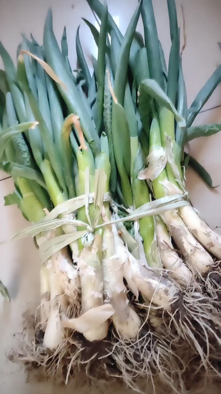 东北大葱
