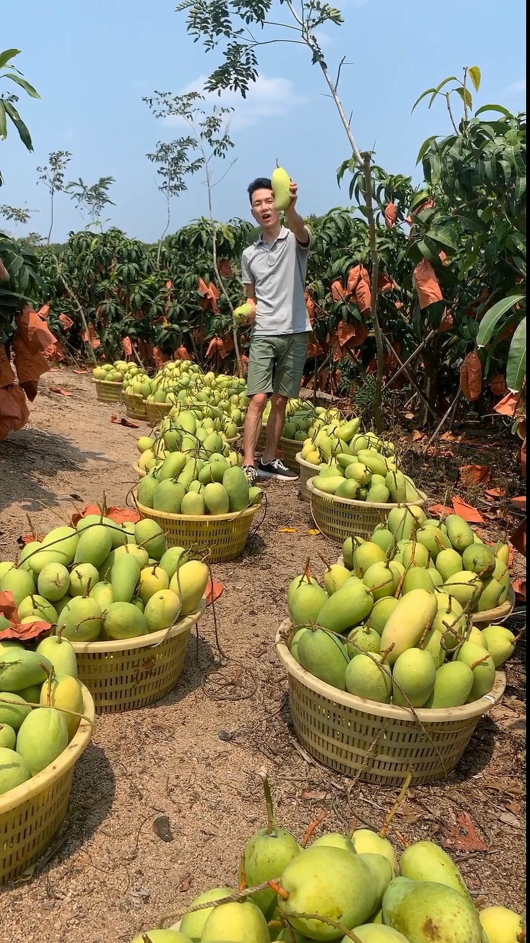 搞怪水果#地里摘芒果,这个个头够大!