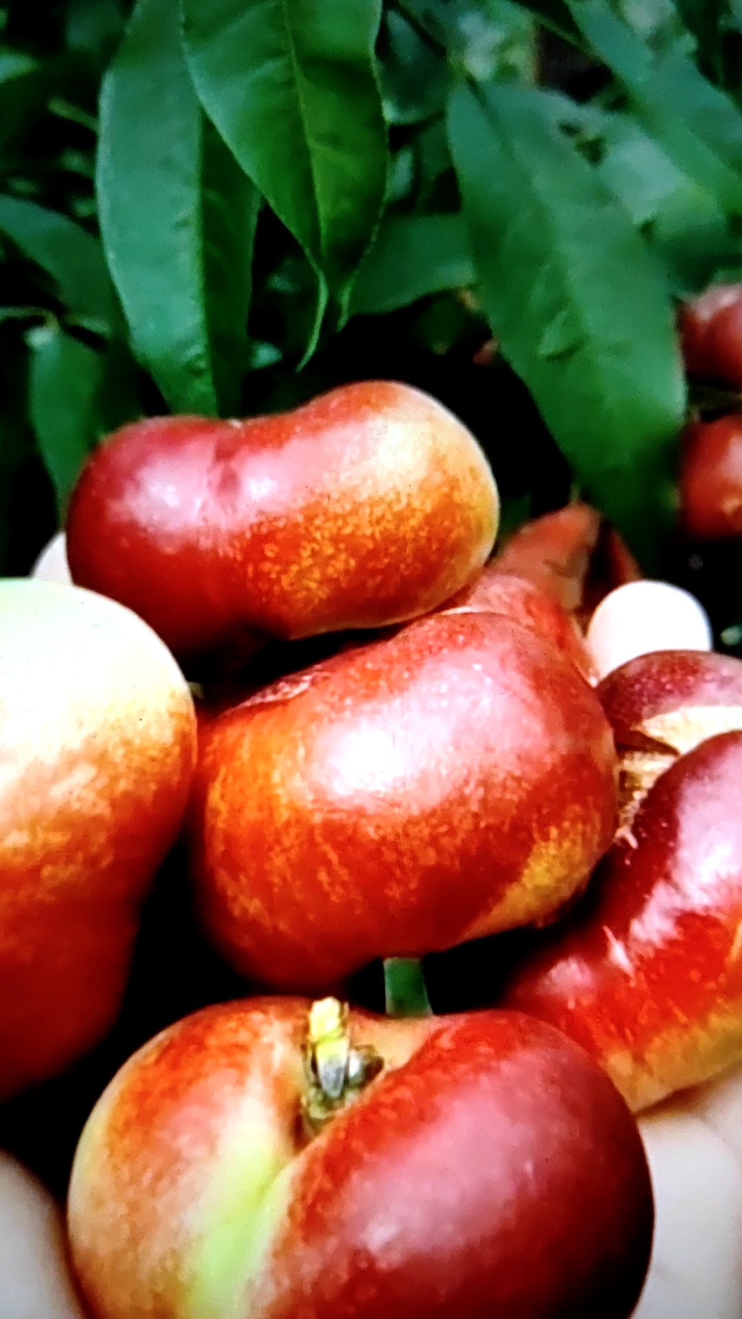 全民心动#明月油蟠桃树苗