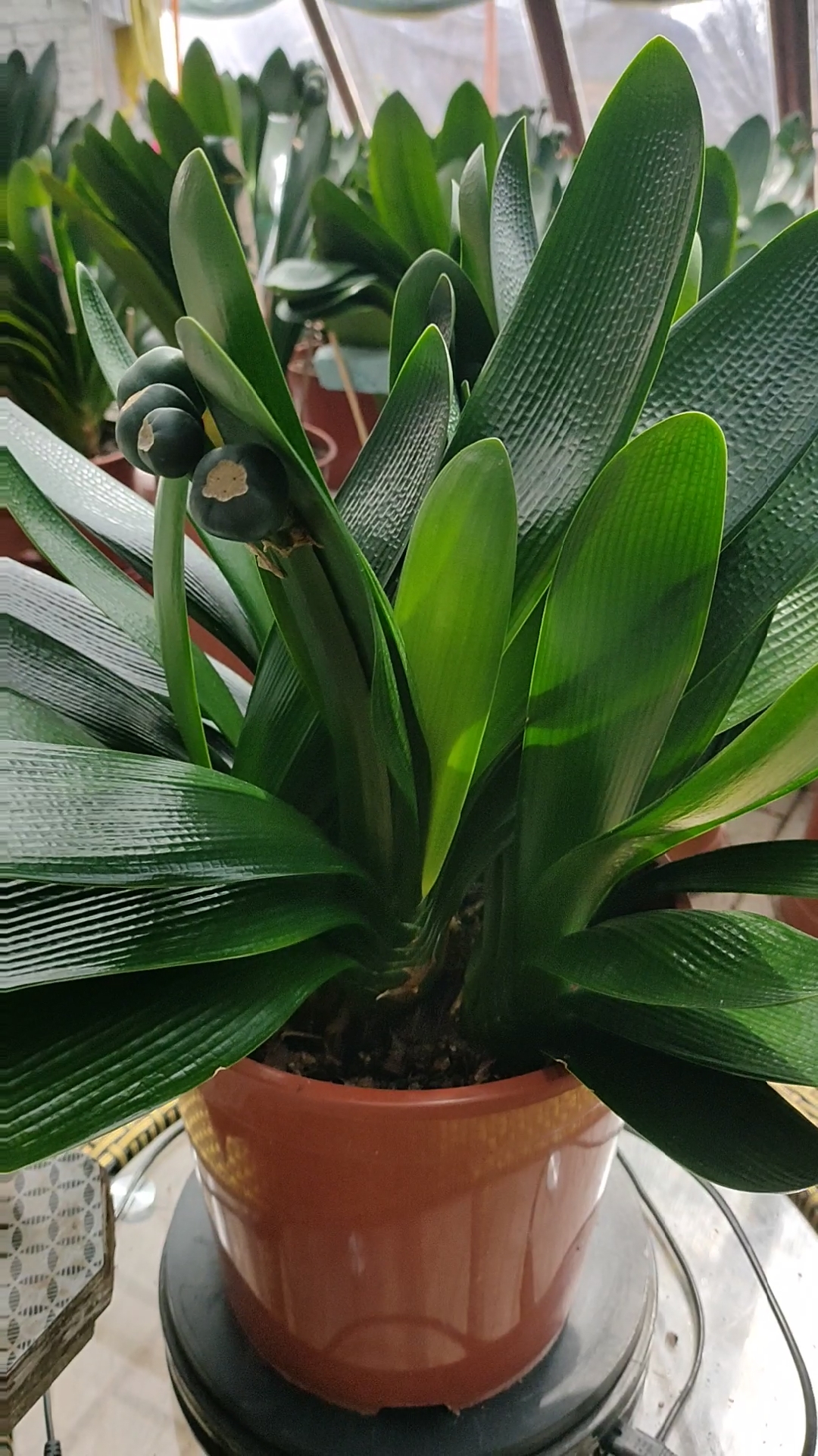 最美君子兰#精品群兰欣赏,想知道群兰怎么养出来的吗,下个视频感侣