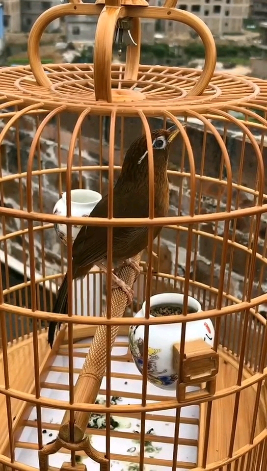 母画眉鸟媒音需要的来转发收藏