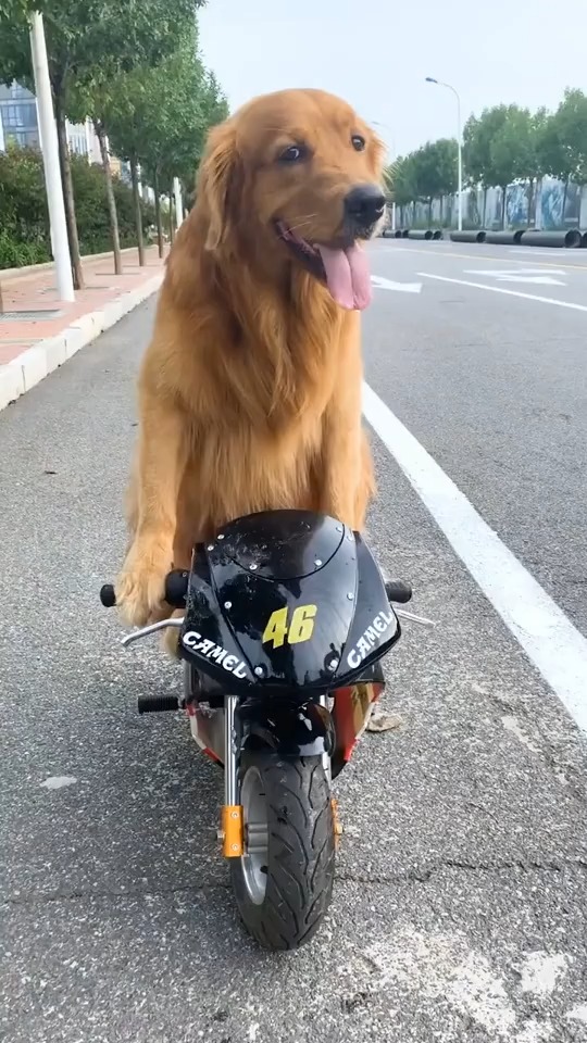 搞笑段子剧狗狗骑摩托车看看帅不帅
