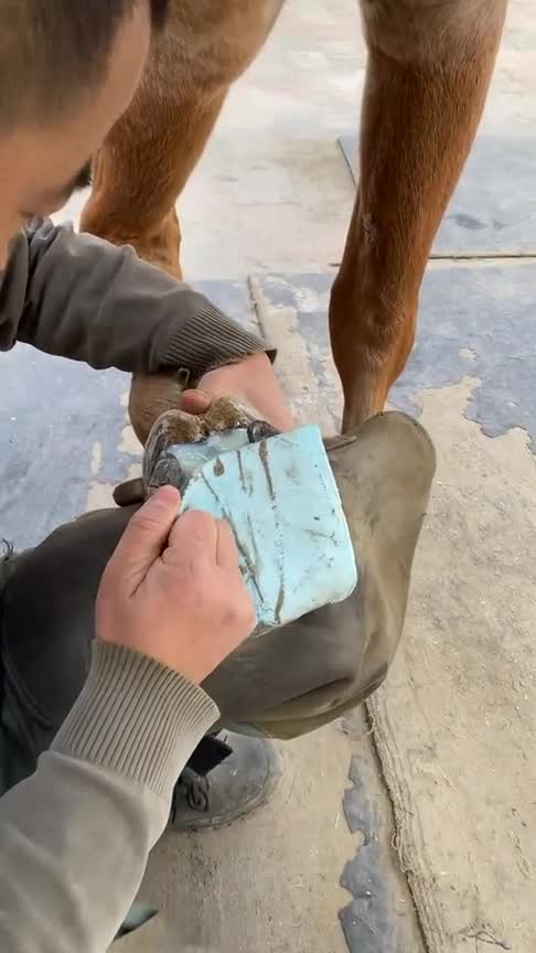 高手在民间,这么修马掌,是不是就方便多了!