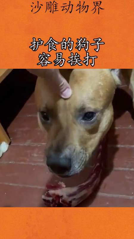 我家萌宠成精了#护食的狗子容易挨打