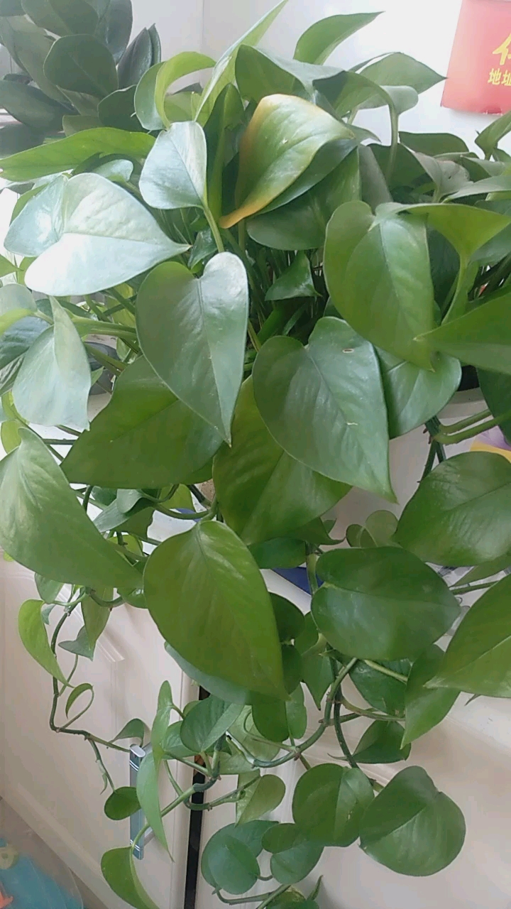 碧螺能吸甲醛