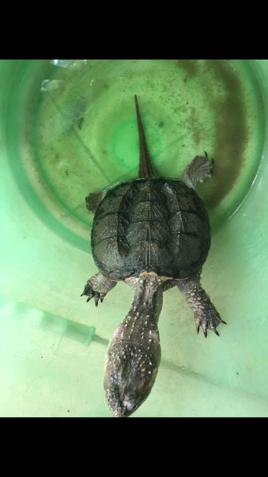 大鳄龟#这鳄龟脖子真够长的