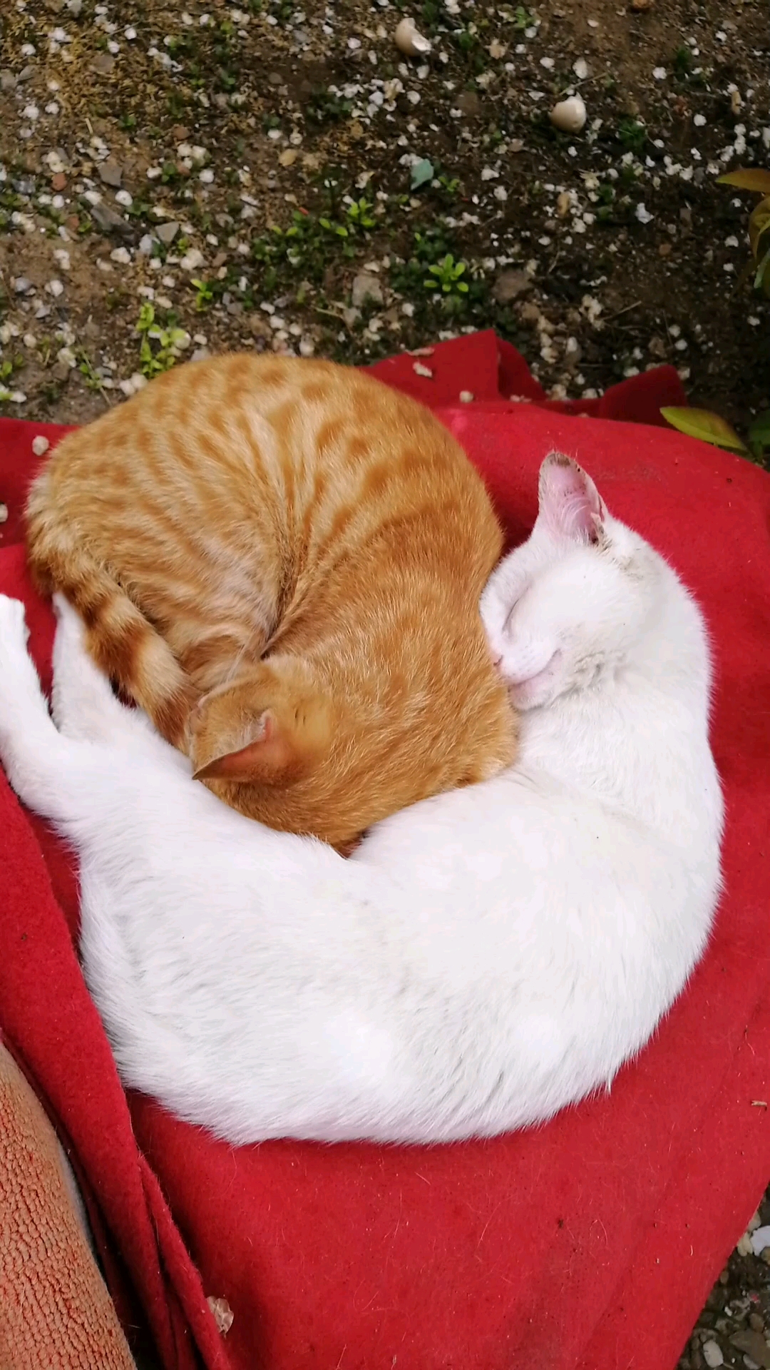 看这两只猫睡的多香多亲密!羡慕不!呵呵!