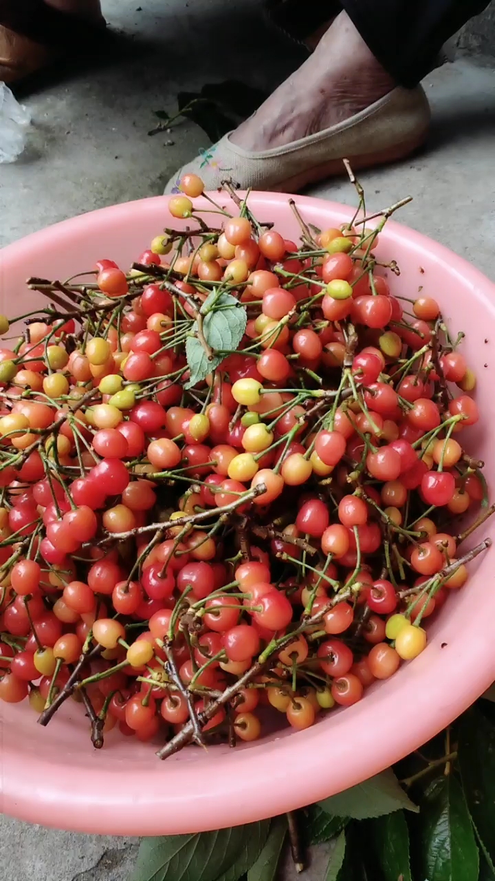 纯天然无农药家养好樱桃