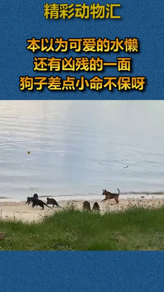 我要上热门#本以为可爱的水懒,还有凶残的一面,狗子差点小命不保呀