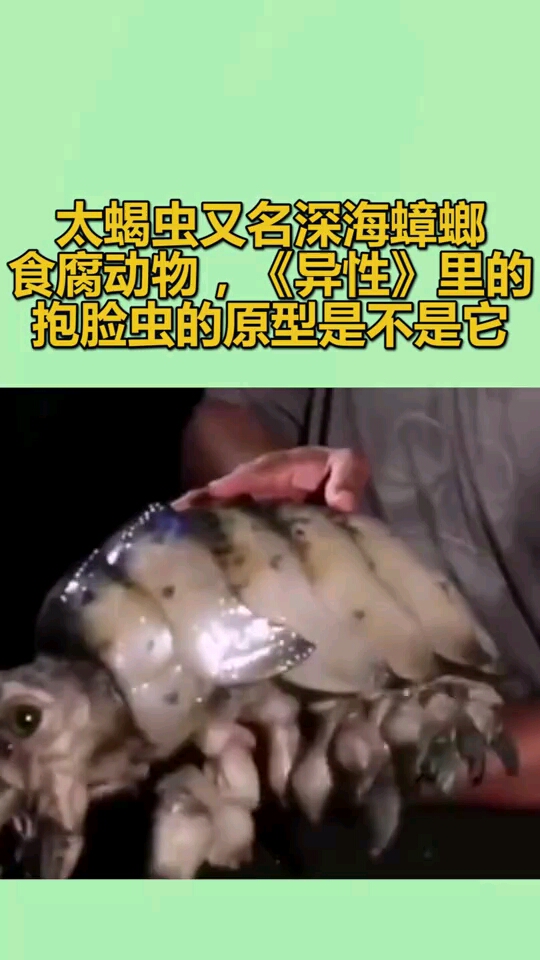 太蝎虫又名深海蟑螂食腐动物异性里的抱脸虫的原型是不是它