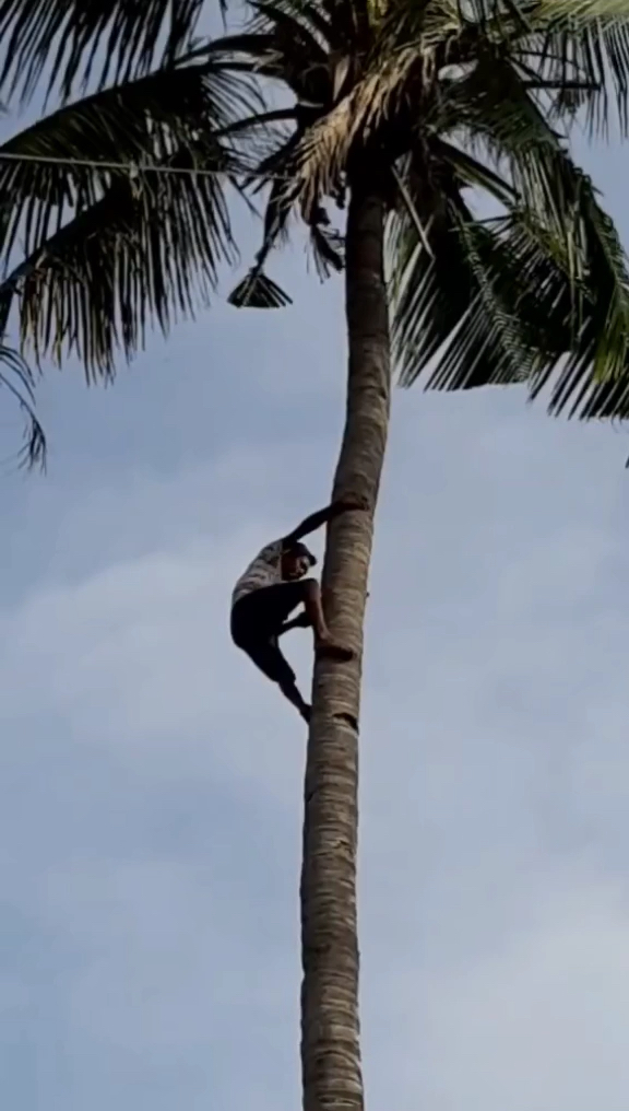 非洲人爬树很厉害