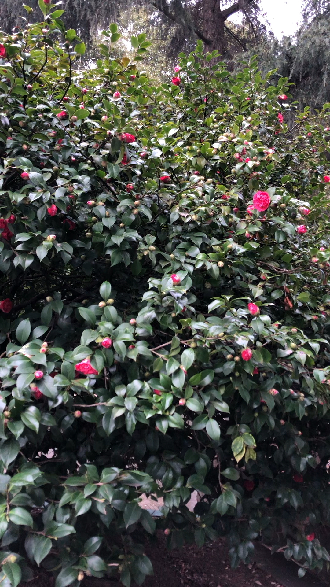 一株巨大的山茶(重配乐)