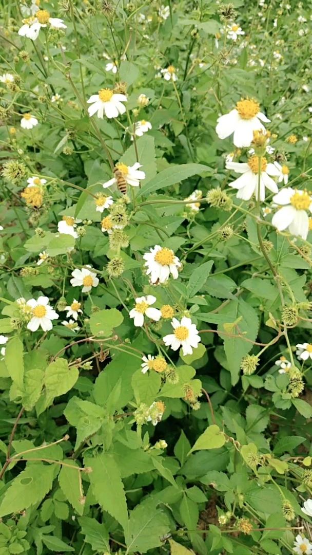 虾钳草花盛开,小蜜蜂采蜜忙!