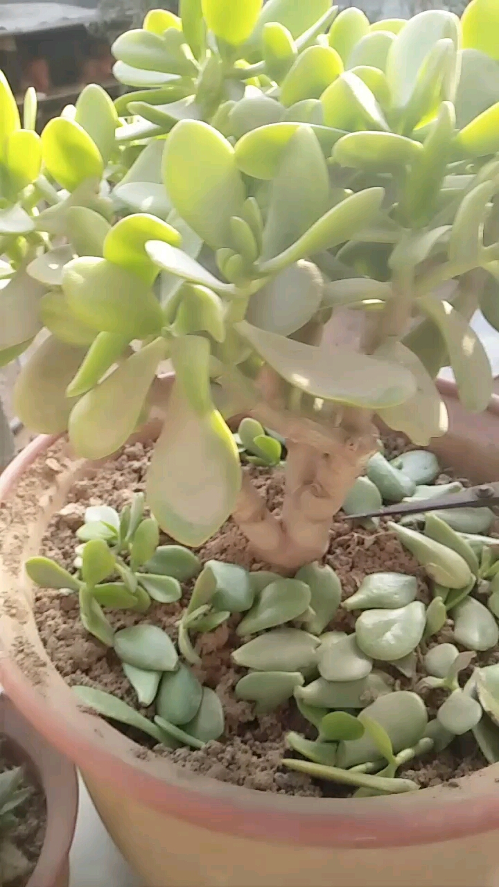 我家的玉树都三年了!怎么还不开花