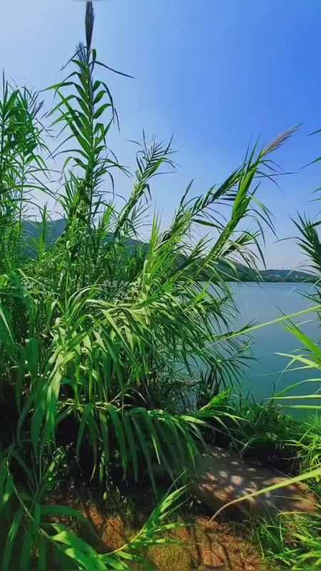 今天的阳光很温柔天很蓝风很甜带你到湖边看看吧-全民小视频