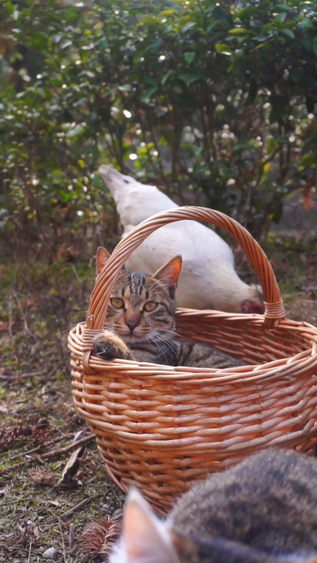 雪狸:我闻到了鸡腿的香味,西瓜哥你闻到了没