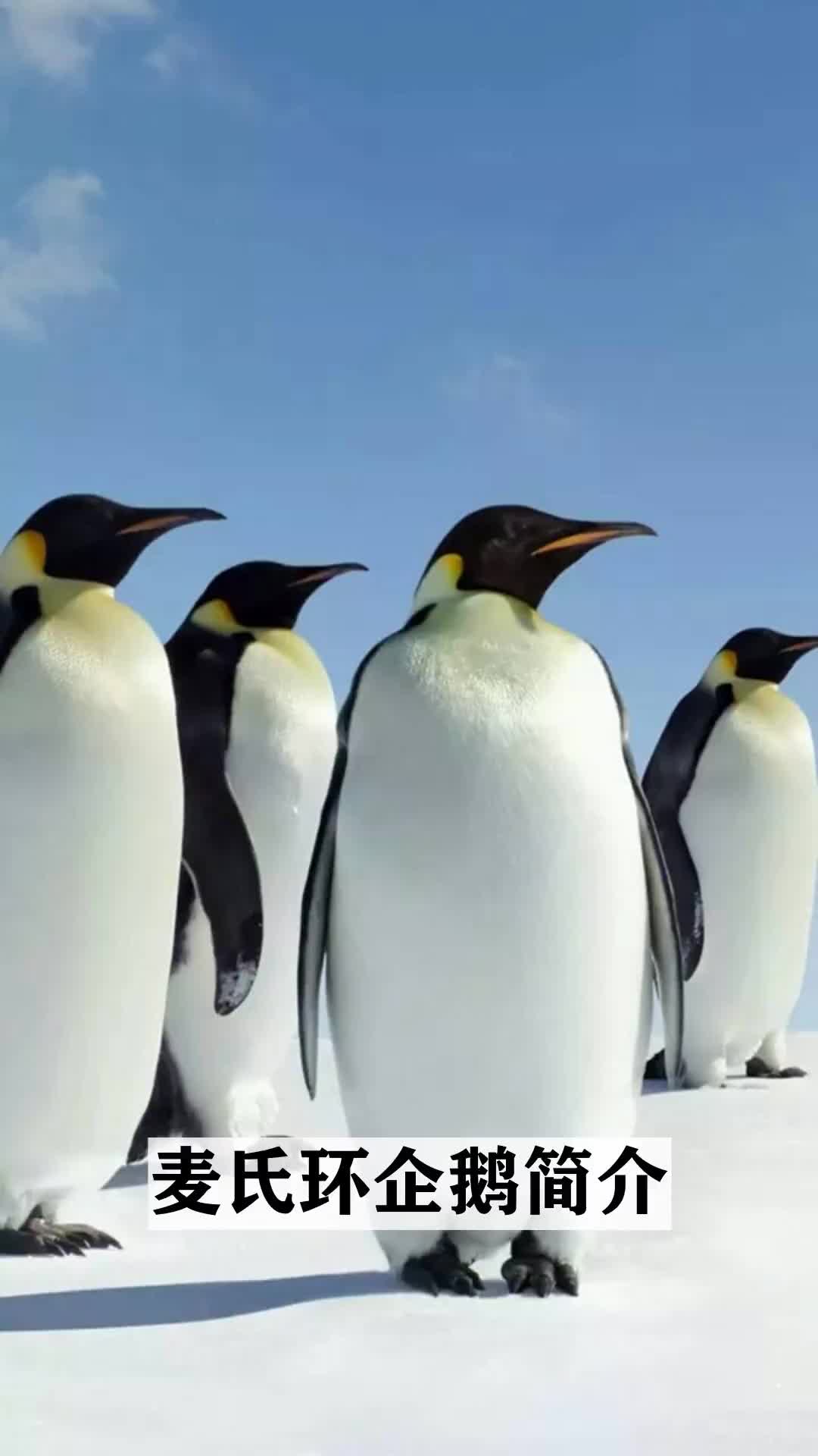 走进秘密的动物世界,麦氏环企鹅简介