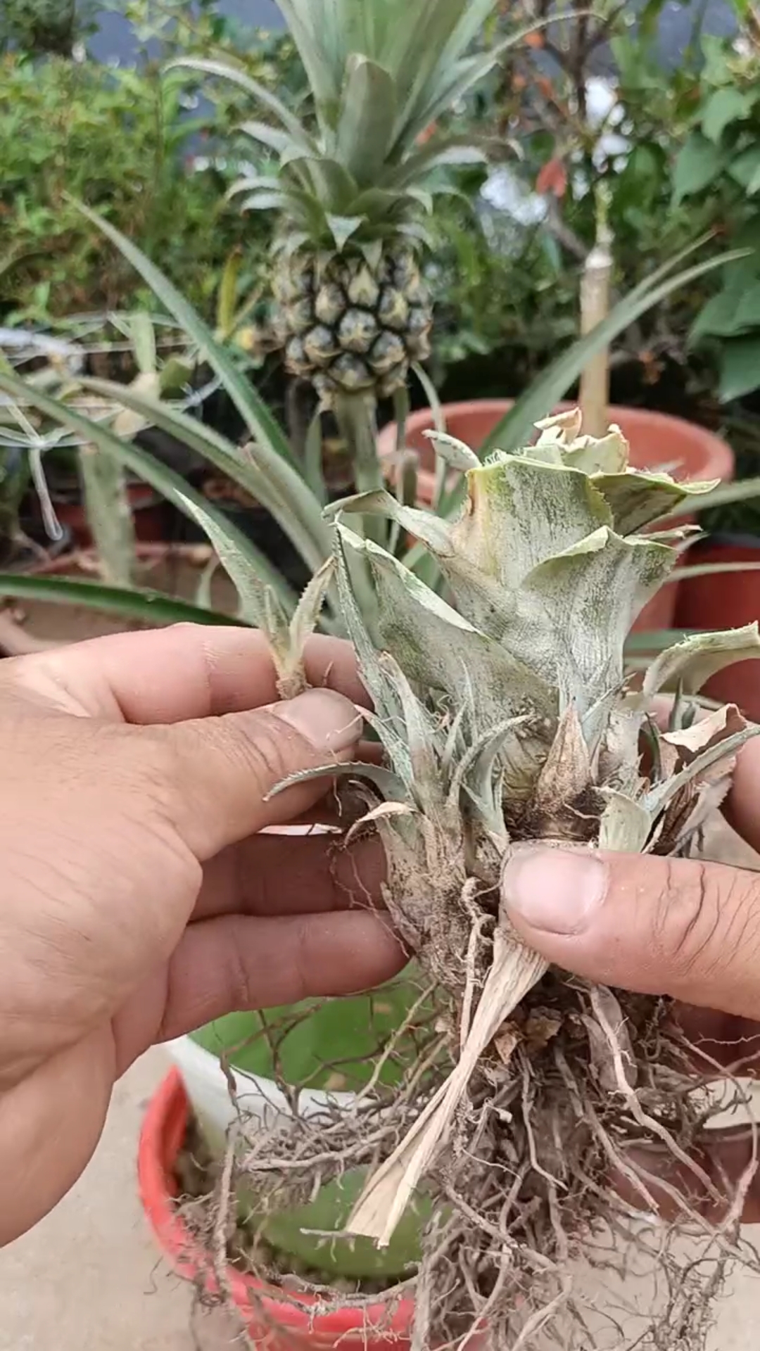 最潮劳动者#菠萝分株繁殖技术