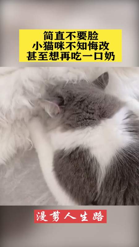 简直不要脸,小猫咪不知悔改,甚至想再吃一口奶!