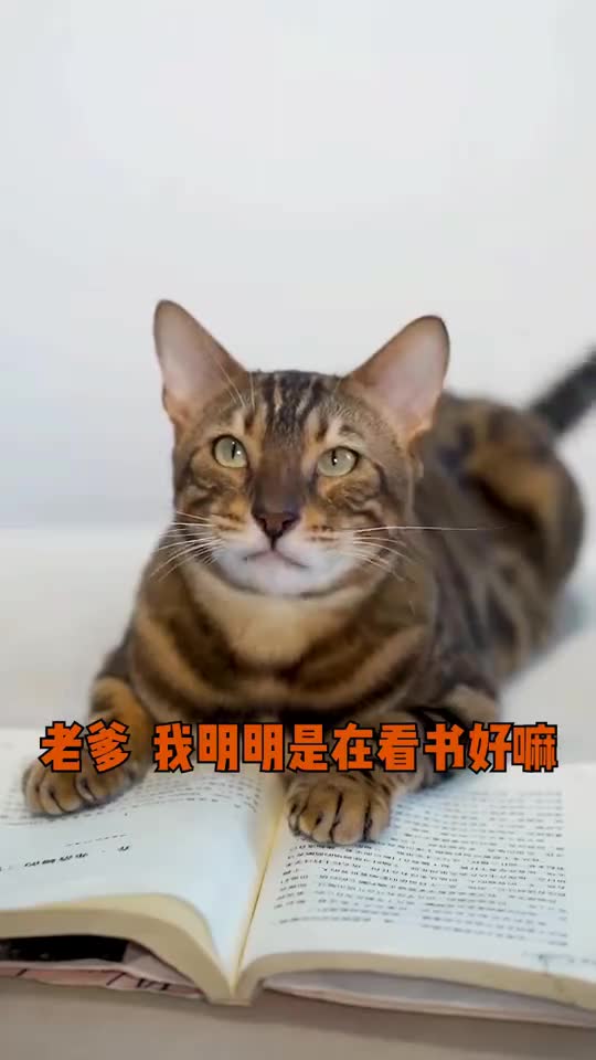 豹豹为拿回手机与老爹斗智斗勇,机关算尽结果却出人意料.