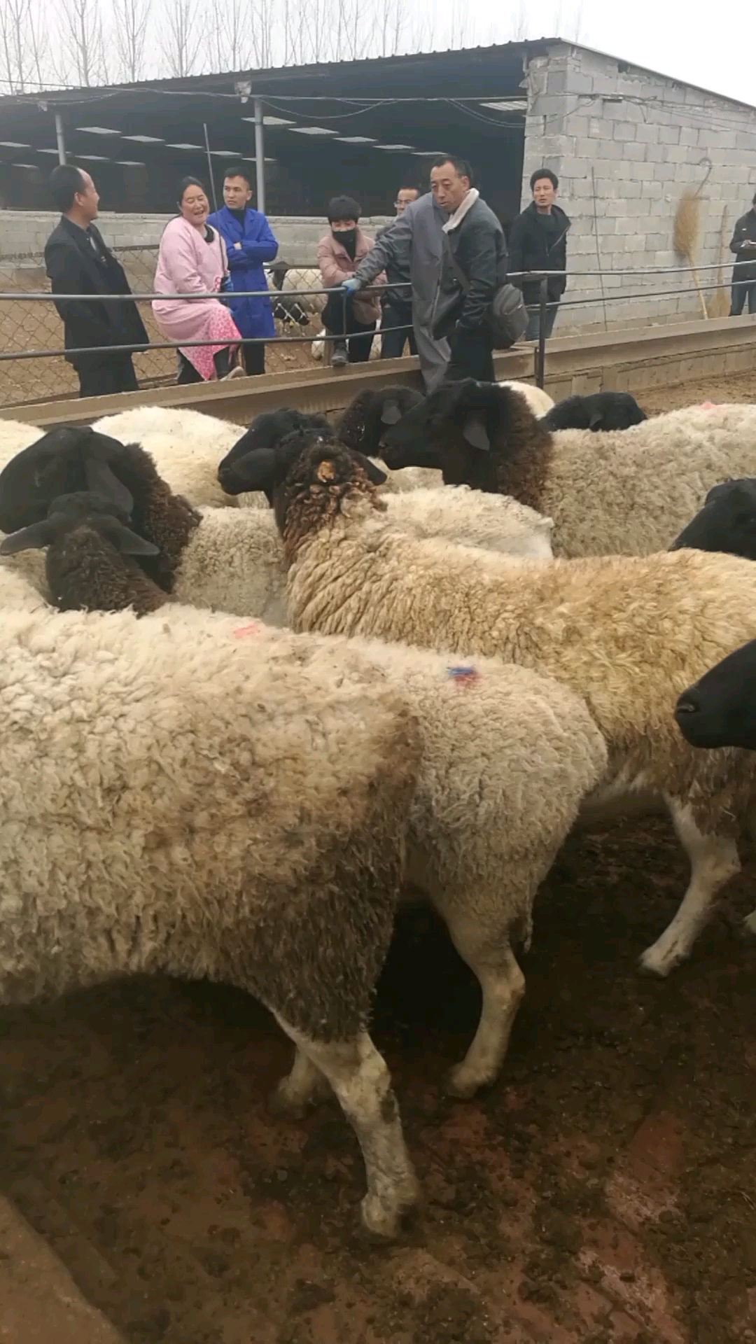 东北客人正在挑选大母羊15166740418