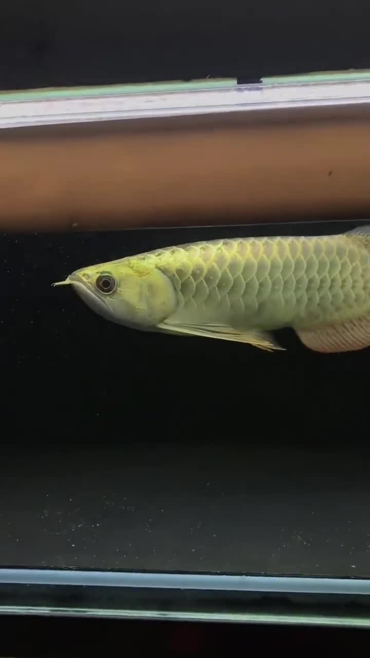 龙鱼这个炮弹头绝了,能把鱼养成这样,也是一条致富之路了